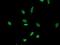 Leukocyte Receptor Cluster Member 1 antibody, NBP2-00915, Novus Biologicals, Immunocytochemistry image 
