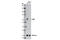 3-Phosphoinositide Dependent Protein Kinase 1 antibody, 13037S, Cell Signaling Technology, Western Blot image 