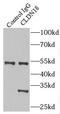 Claudin 18 antibody, FNab01734, FineTest, Immunoprecipitation image 