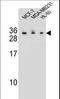 Complement C1q Like 4 antibody, LS-C168051, Lifespan Biosciences, Western Blot image 