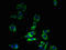 Solute Carrier Family 30 Member 6 antibody, orb32142, Biorbyt, Immunofluorescence image 