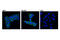 Protein Phosphatase 1 Regulatory Subunit 9B antibody, 14136S, Cell Signaling Technology, Immunocytochemistry image 