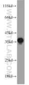 Pyrroline-5-Carboxylate Reductase 2 antibody, 17146-1-AP, Proteintech Group, Western Blot image 