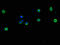 Nuclear factor erythroid 2-related factor 1 antibody, A63022-100, Epigentek, Immunofluorescence image 