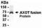 E3 ubiquitin-protein ligase MARCH7 antibody, NB120-13997, Novus Biologicals, Western Blot image 