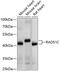 DNA repair protein RAD51 homolog 3 antibody, 13-850, ProSci, Western Blot image 