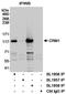 Exportin 1 antibody, A300-490A, Bethyl Labs, Immunoprecipitation image 