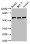 Prune Exopolyphosphatase 1 antibody, CSB-PA771430LA01HU, Cusabio, Western Blot image 
