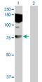 Highly divergent homeobox antibody, H00139324-B01P, Novus Biologicals, Western Blot image 