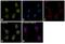Mitogen-Activated Protein Kinase 1 antibody, 82380, Invitrogen Antibodies, Immunofluorescence image 