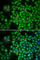COP9 Signalosome Subunit 5 antibody, A1766, ABclonal Technology, Immunofluorescence image 