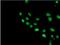 COP9 Signalosome Subunit 5 antibody, NBP2-01813, Novus Biologicals, Immunocytochemistry image 