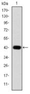 Jun Proto-Oncogene, AP-1 Transcription Factor Subunit antibody, abx012208, Abbexa, Western Blot image 
