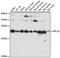 Ribosomal Protein L26 antibody, 16-710, ProSci, Western Blot image 