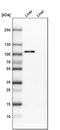 Protocadherin-18 antibody, PA5-53686, Invitrogen Antibodies, Western Blot image 