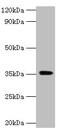 Docking Protein 5 antibody, CSB-PA007111LA01HU, Cusabio, Western Blot image 