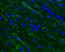 N-Acetyl-Alpha-Glucosaminidase antibody, GTX105504, GeneTex, Immunohistochemistry paraffin image 