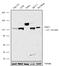 Telomerase Reverse Transcriptase antibody, 711084, Invitrogen Antibodies, Western Blot image 