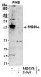 Fibronectin Type III Domain Containing 3A antibody, A305-157A, Bethyl Labs, Immunoprecipitation image 