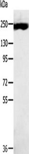 Mediator Complex Subunit 13 antibody, TA351850, Origene, Western Blot image 