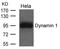 Dynamin-1 antibody, orb225546, Biorbyt, Western Blot image 