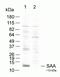 Saa1 antibody, 700830, Invitrogen Antibodies, Western Blot image 