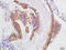 Radiation-inducible immediate-early gene IEX-1 antibody, GTX60211, GeneTex, Immunohistochemistry paraffin image 