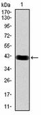 Coenzyme Q6, Monooxygenase antibody, orb182674, Biorbyt, Western Blot image 