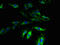 Probable G-protein coupled receptor 173 antibody, LS-C398589, Lifespan Biosciences, Immunofluorescence image 