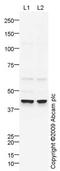 MAF BZIP Transcription Factor antibody, ab77071, Abcam, Western Blot image 