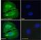 NK2 Homeobox 5 antibody, GTX88402, GeneTex, Immunofluorescence image 
