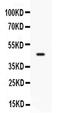 CD33 Molecule antibody, PA5-78977, Invitrogen Antibodies, Western Blot image 