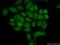 Hmr antibody, 12235-1-AP, Proteintech Group, Immunofluorescence image 