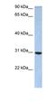 PDZ Domain Containing 9 antibody, orb326027, Biorbyt, Western Blot image 