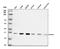 Complex I intermediate-associated protein 30, mitochondrial antibody, A10145, Boster Biological Technology, Western Blot image 