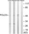 DNA polymerase delta subunit 3 antibody, LS-C119911, Lifespan Biosciences, Western Blot image 