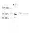 Dopamine Receptor D2 antibody, ADI-905-740-100, Enzo Life Sciences, Western Blot image 