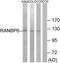 RAN Binding Protein 6 antibody, TA315350, Origene, Western Blot image 