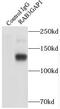 RAB3 GTPase Activating Protein Catalytic Subunit 1 antibody, FNab07030, FineTest, Immunoprecipitation image 