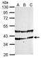 Phytanoyl-CoA 2-Hydroxylase Interacting Protein antibody, GTX121276, GeneTex, Western Blot image 
