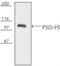 Discs Large MAGUK Scaffold Protein 4 antibody, NBP1-97531, Novus Biologicals, Western Blot image 