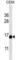 Proline Rich 15 Like antibody, abx027307, Abbexa, Western Blot image 