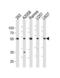 Cell Division Cycle Associated 7 Like antibody, TA325193, Origene, Western Blot image 