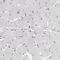 Acetylserotonin O-Methyltransferase Like antibody, HPA003630, Atlas Antibodies, Immunohistochemistry frozen image 