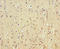 Cytochrome C Oxidase Subunit 5A antibody, A52616-100, Epigentek, Immunohistochemistry paraffin image 