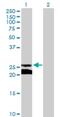 Gap Junction Protein Beta 5 antibody, H00002709-B02P, Novus Biologicals, Western Blot image 