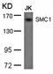 Structural Maintenance Of Chromosomes 1A antibody, orb14582, Biorbyt, Western Blot image 