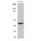 Siah E3 Ubiquitin Protein Ligase 2 antibody, LS-C386061, Lifespan Biosciences, Western Blot image 