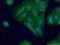 Rho-related GTP-binding protein RhoQ antibody, 17805-1-AP, Proteintech Group, Immunofluorescence image 