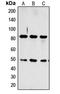 Cholecystokinin receptor type A antibody, LS-C368580, Lifespan Biosciences, Western Blot image 